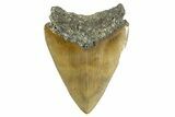 Bargain, Fossil Megalodon Tooth - North Carolina #346329-2